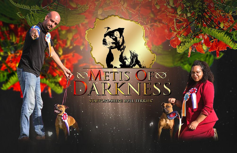 Metis Of Darkness - Une unique portée par an