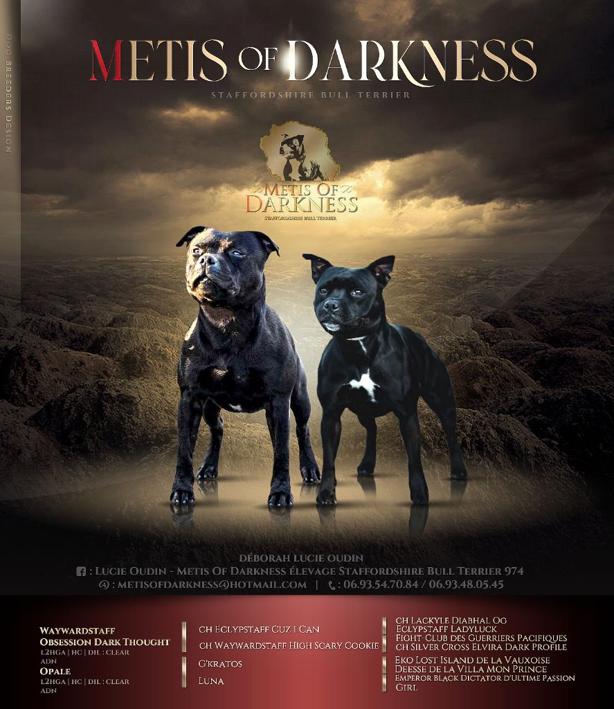 chiot Staffordshire Bull Terrier Metis Of Darkness