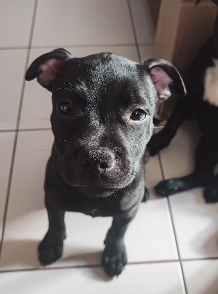 Metis Of Darkness - Chiot disponible  - Staffordshire Bull Terrier