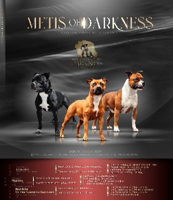 Metis Of Darkness - Staffordshire Bull Terrier - Portée née le 25/09/2022